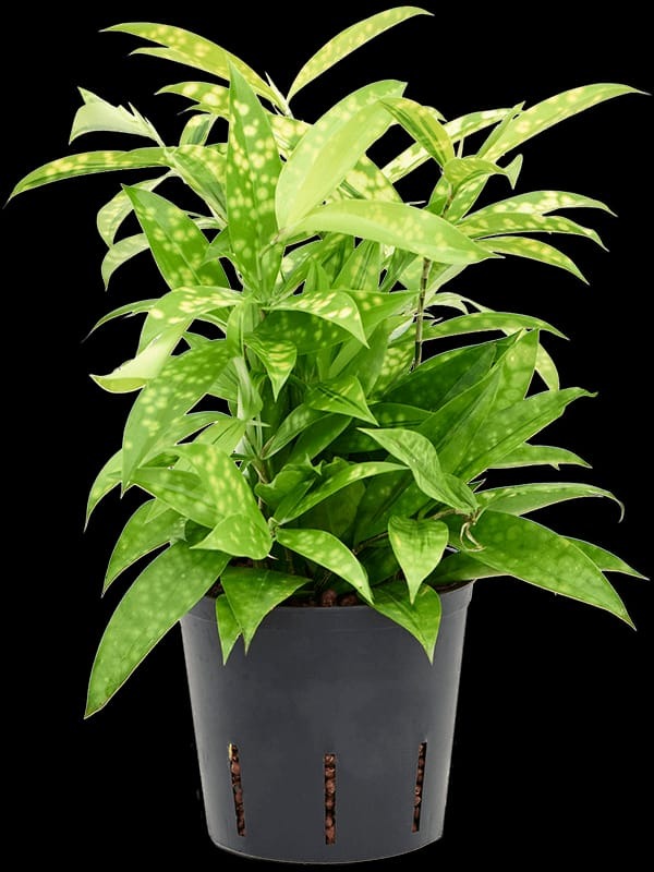 Golden Milky Dracaena