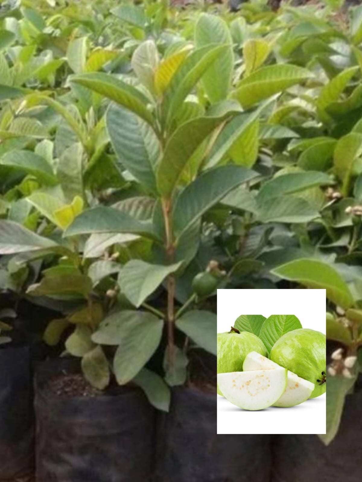 Thai White Guava
