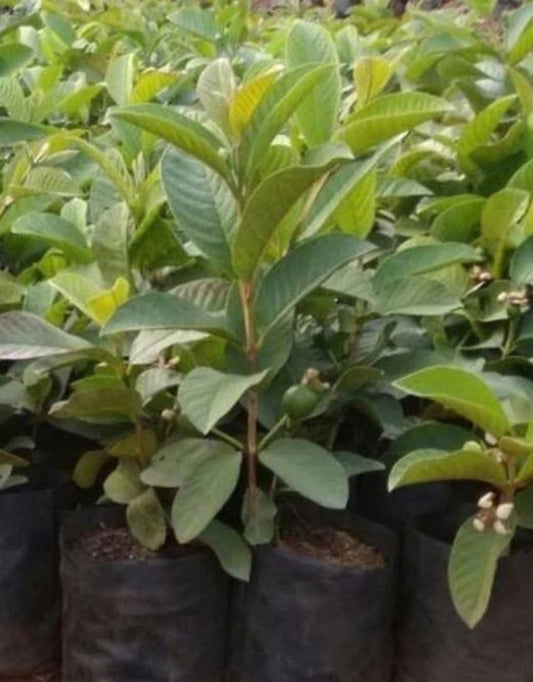 Thai White Guava