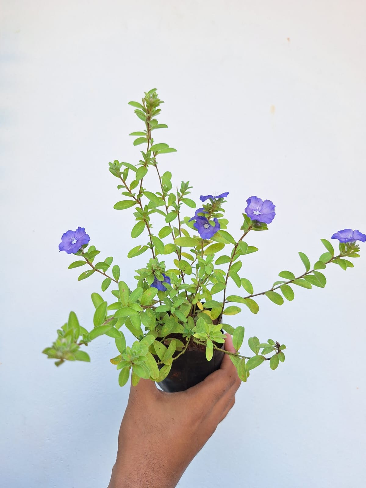 Morning Glory 2 Plant Combo