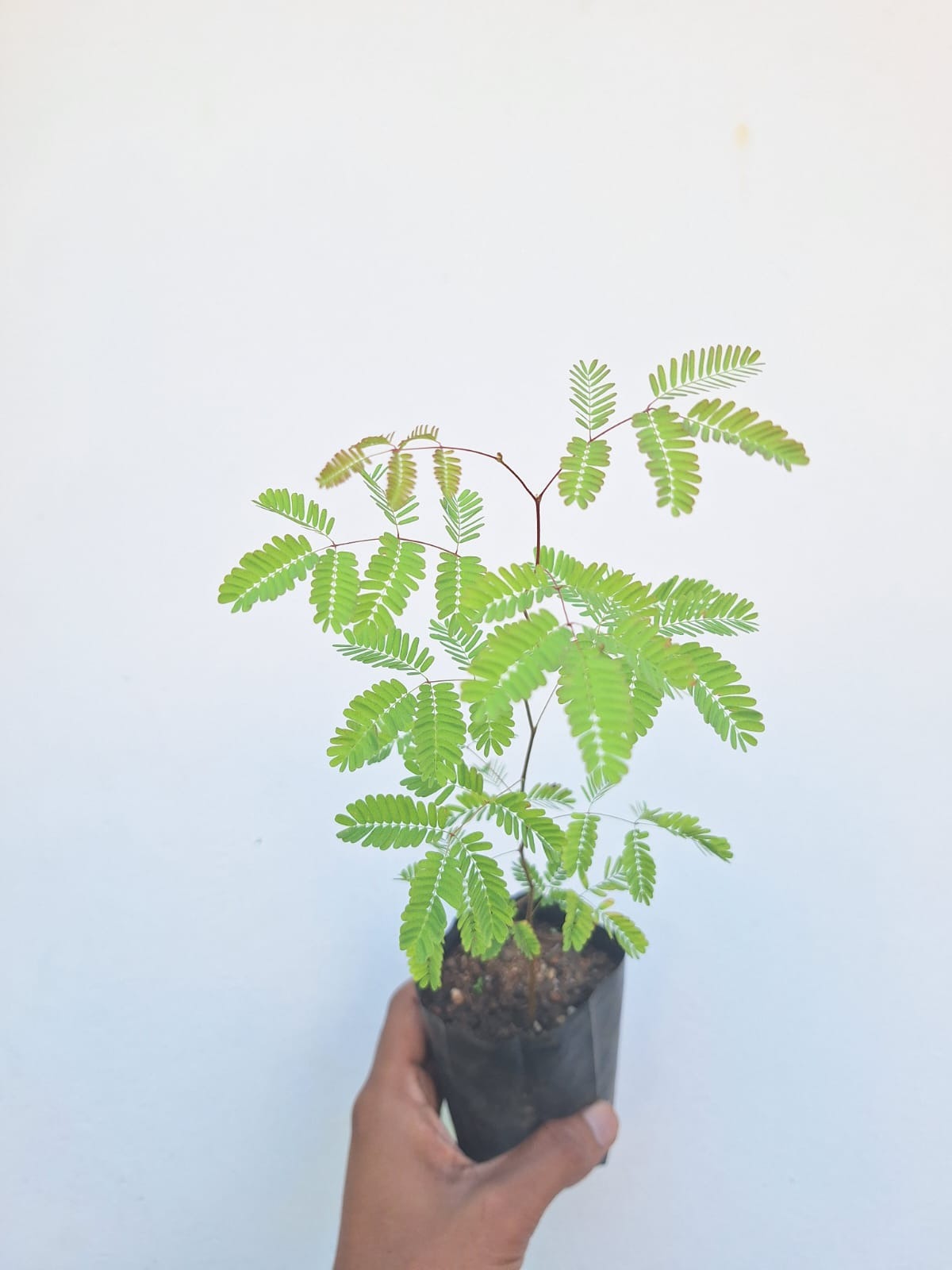 Divi-Divi Plant (Libidibia Coriaria or Caesalpinia Coriaria)