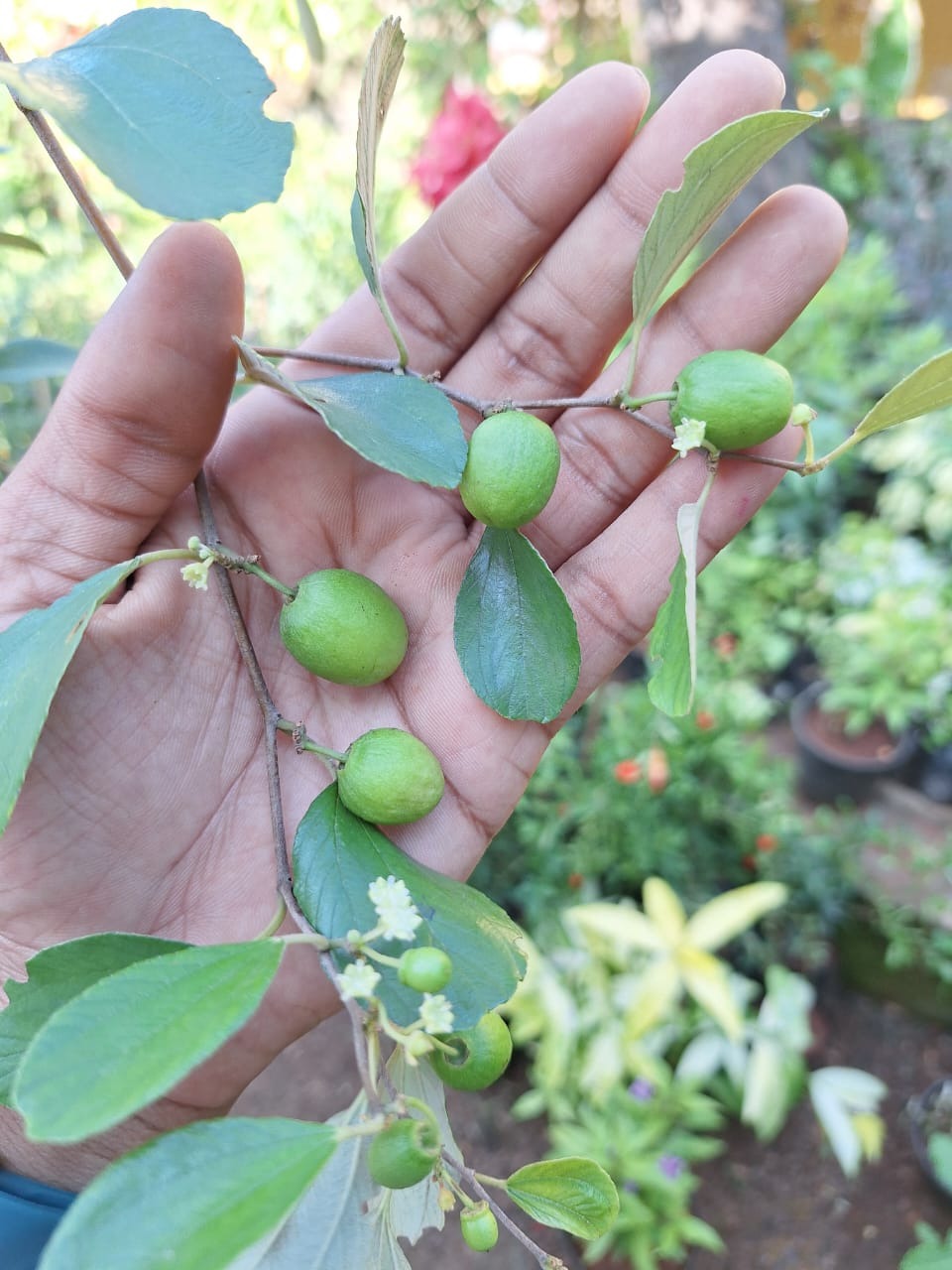 Ber Apple (Ziziphus Mauritiana)