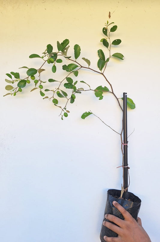 Ber Apple (Ziziphus Mauritiana)