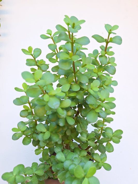 Jade Plant (Crassula Ovata)
