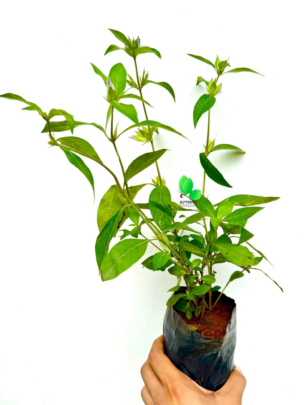 Variegated Kanakkambaram Plant