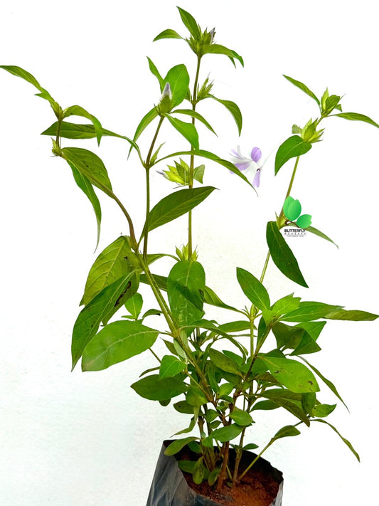 Variegated Kanakkambaram Plant