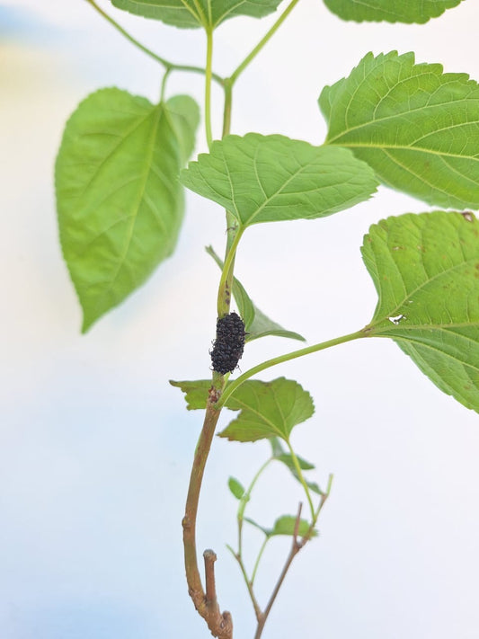 Mulberry Plant