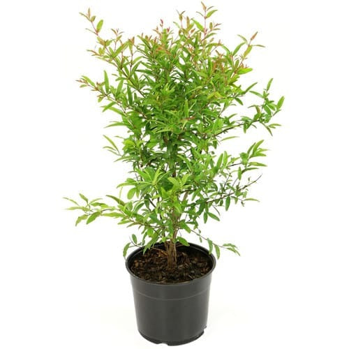 Pomegranate Plant