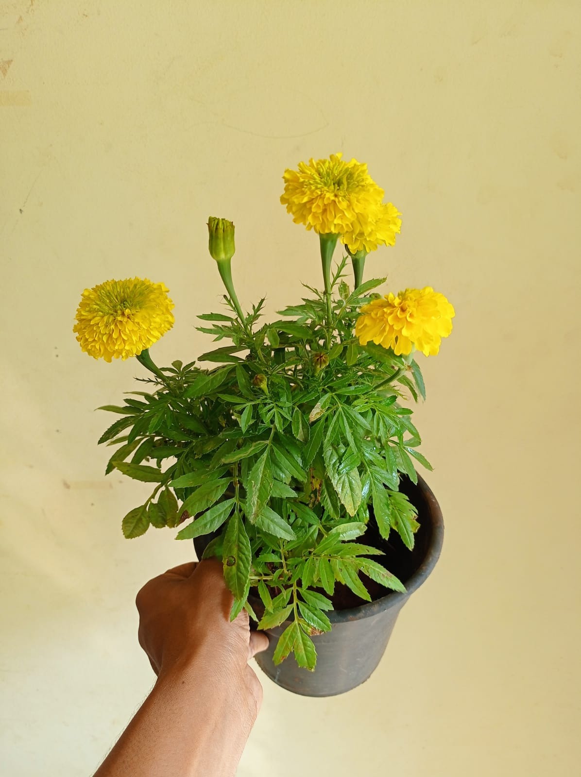 Marigold Yellow