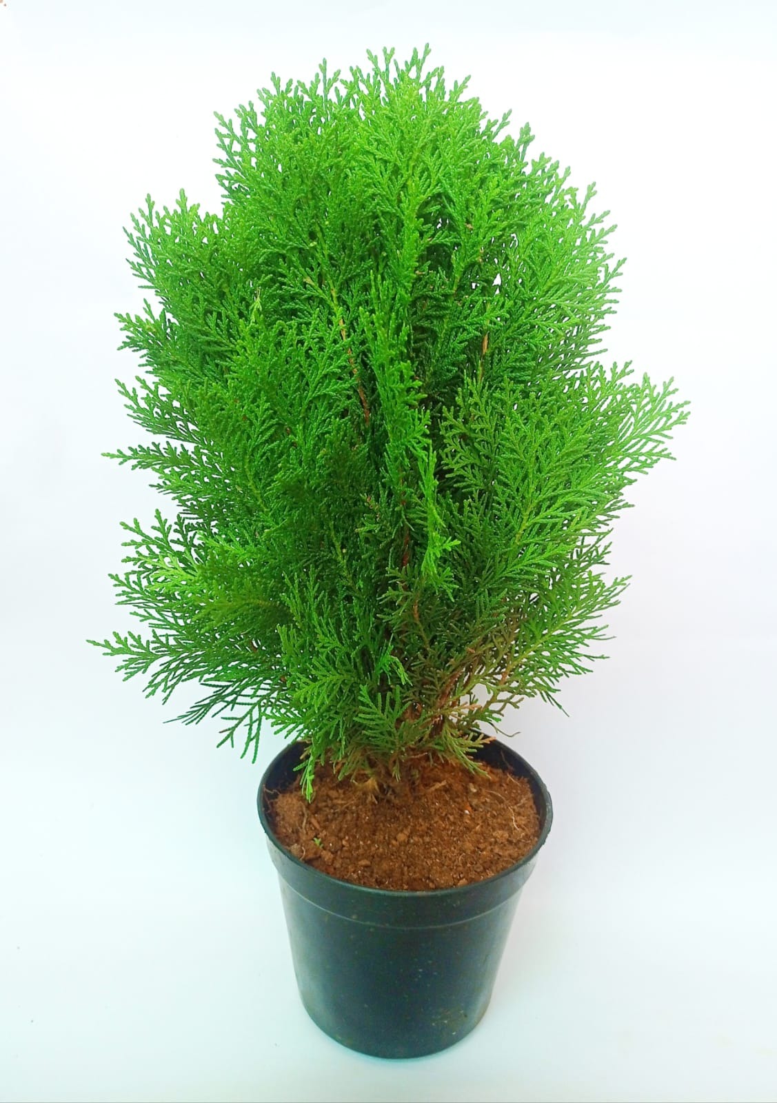 Thuja Plant