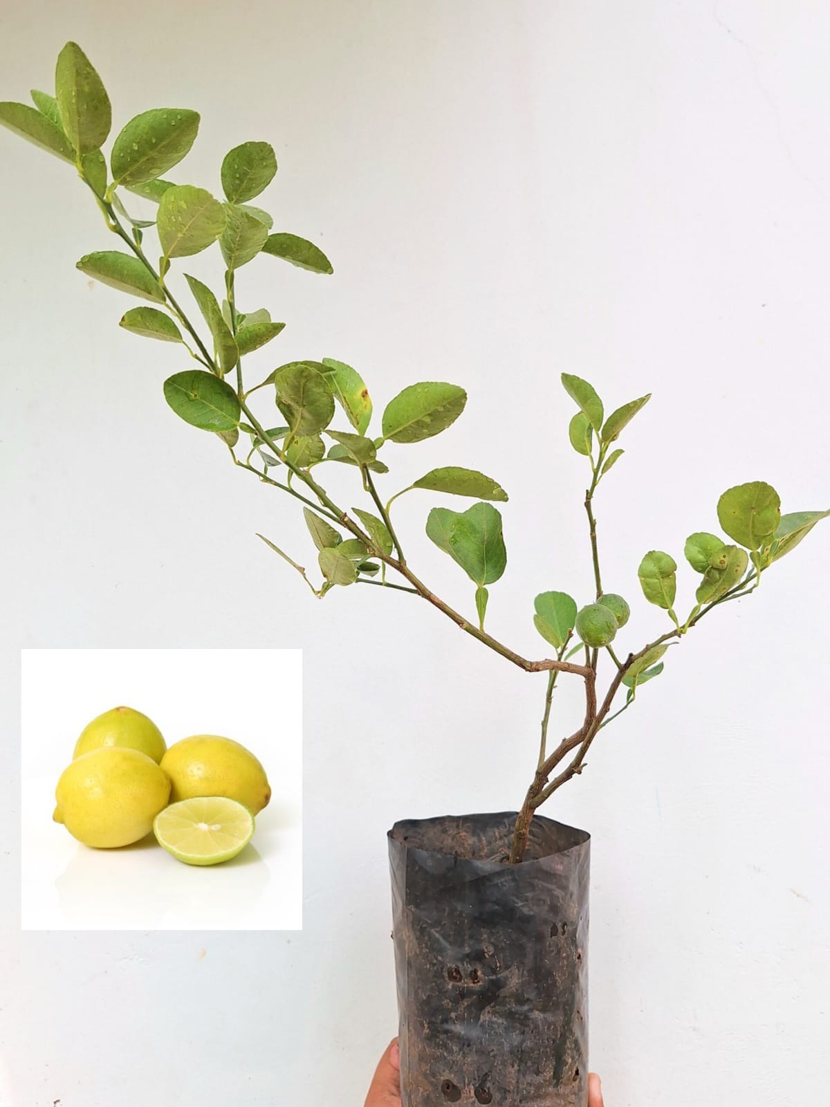 Cherunaranga (Citrus limon)