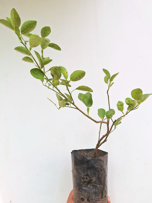 Cherunaranga (Citrus limon)