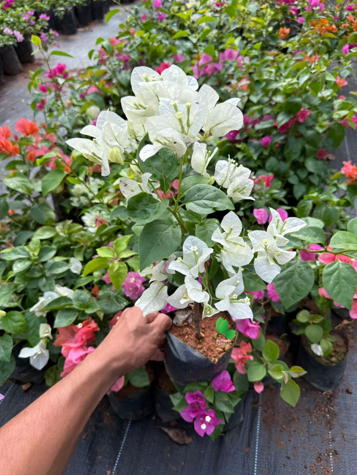 Bougainvillea Combo of 3 Plants (3 Different Color no Selection)
