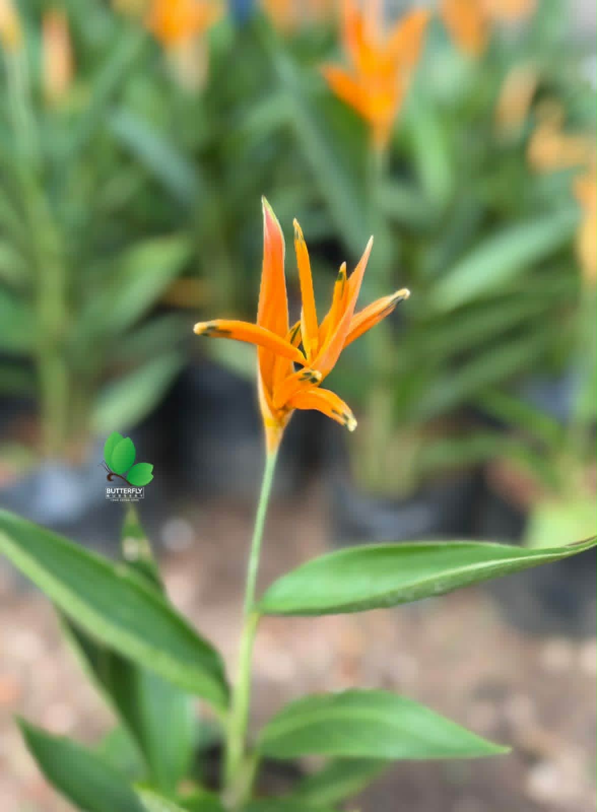 Heliconia Dwarf (Lobster-Claws)