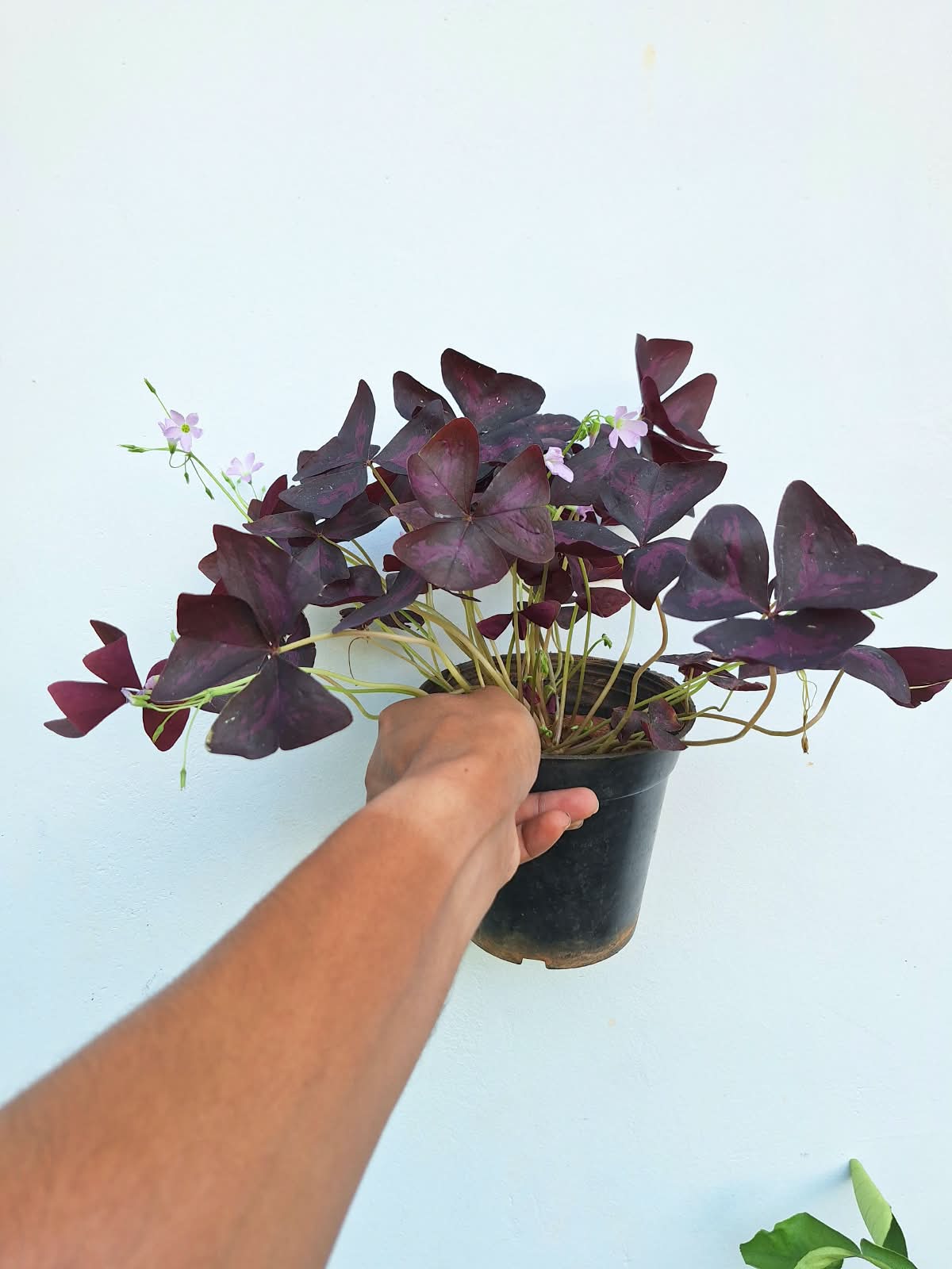Oxalis Triangularis (Purple Shamrock)