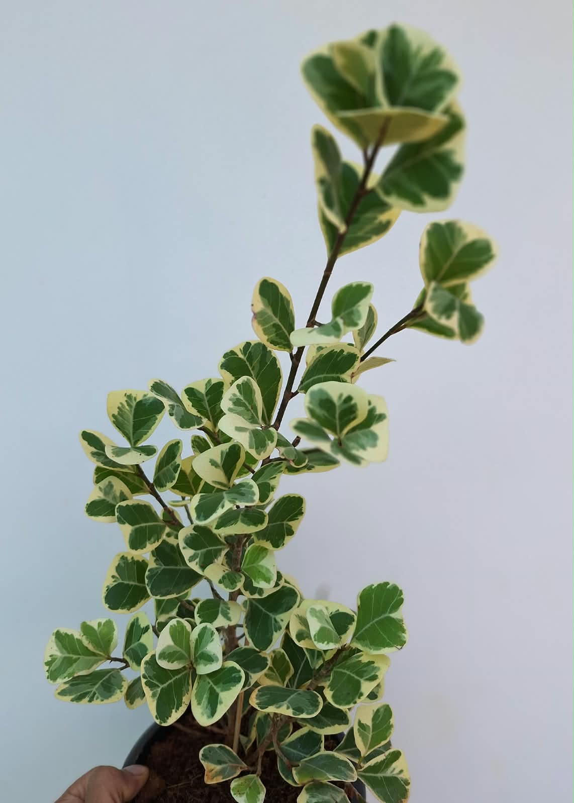 Ficus Triangularis