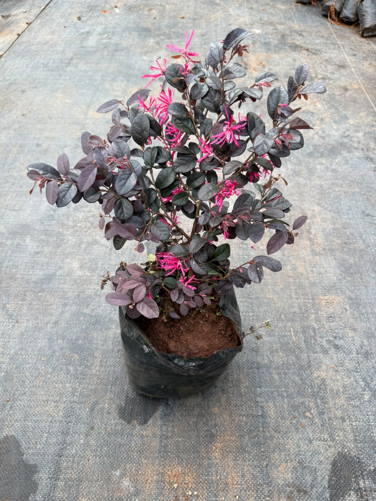 Loropetalum Plant (Chinese Fringe-Flower)