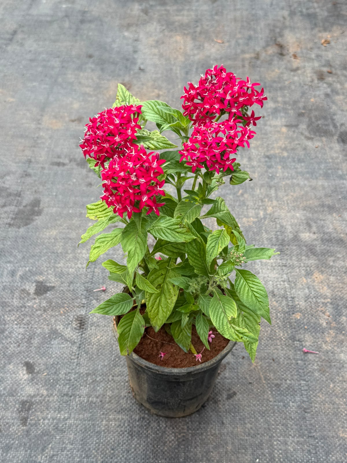 Pentas Plant Dark Pink (Pentas Lanceolata)