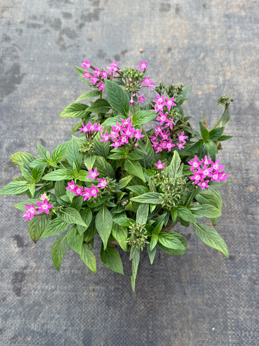 Pentas Plant Violet Pink (Pentas Lanceolata)