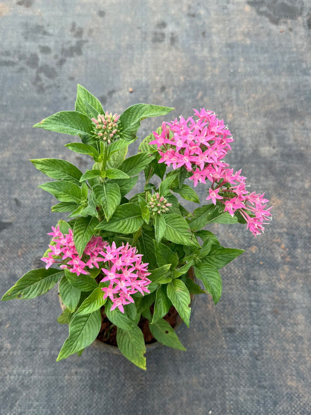 Pentas Plant Pink (Pentas Lanceolata)