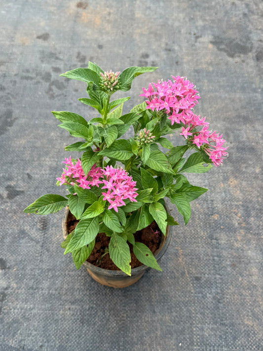 Pentas Plant Pink (Pentas Lanceolata)