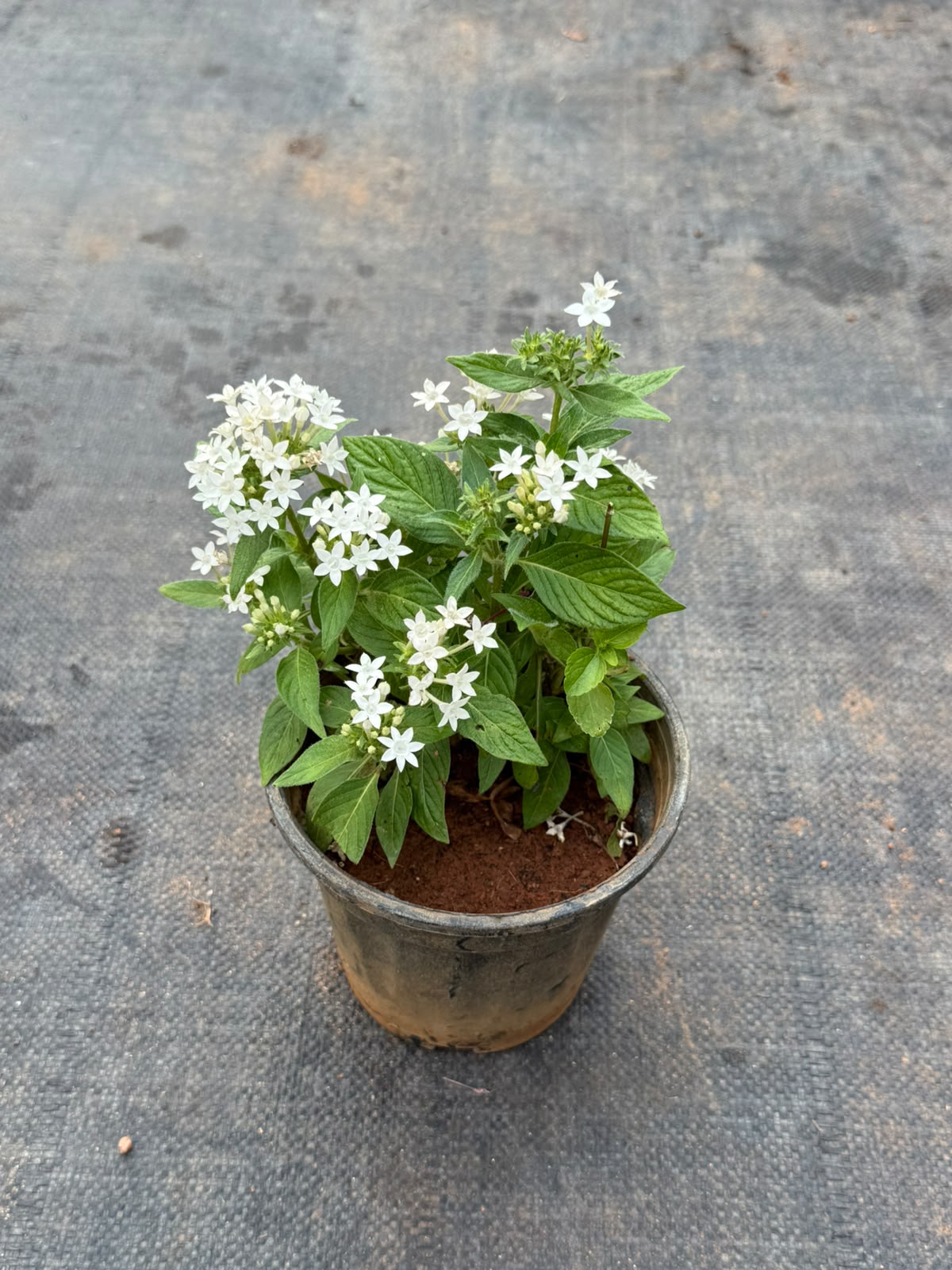 Pentas Plant White (Pentas Lanceolata)