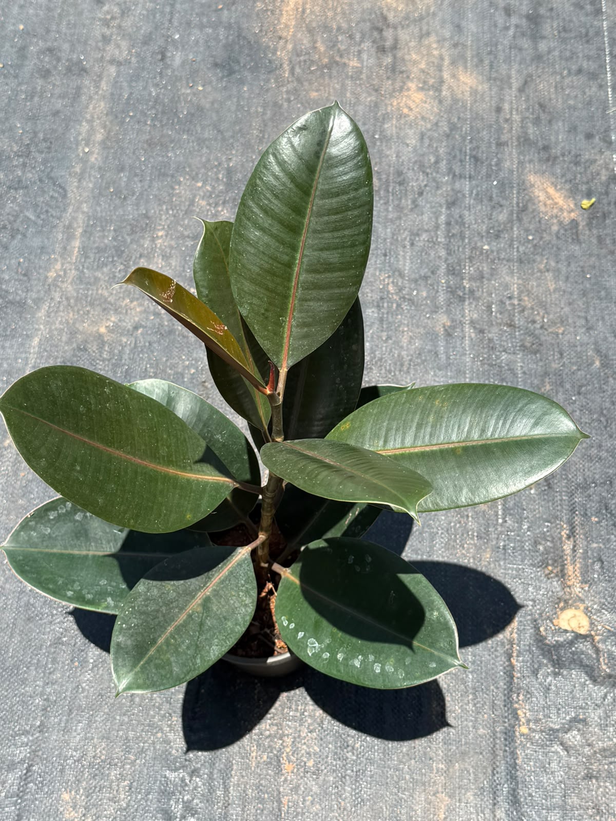 Rubber Plant (Ficus Elastica)