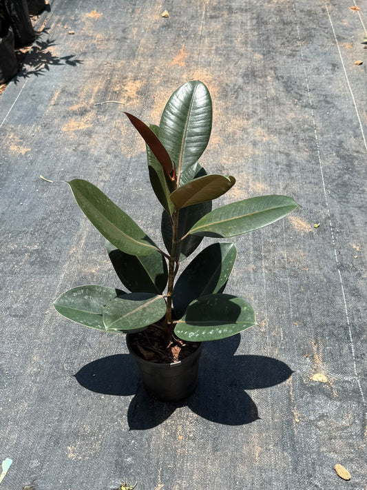 Rubber Plant (Ficus Elastica)