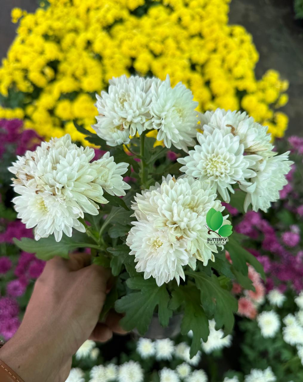 Chrysanthemum Combo of 5 Plants