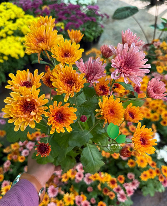 Chrysanthemum Combo of 5 Plants