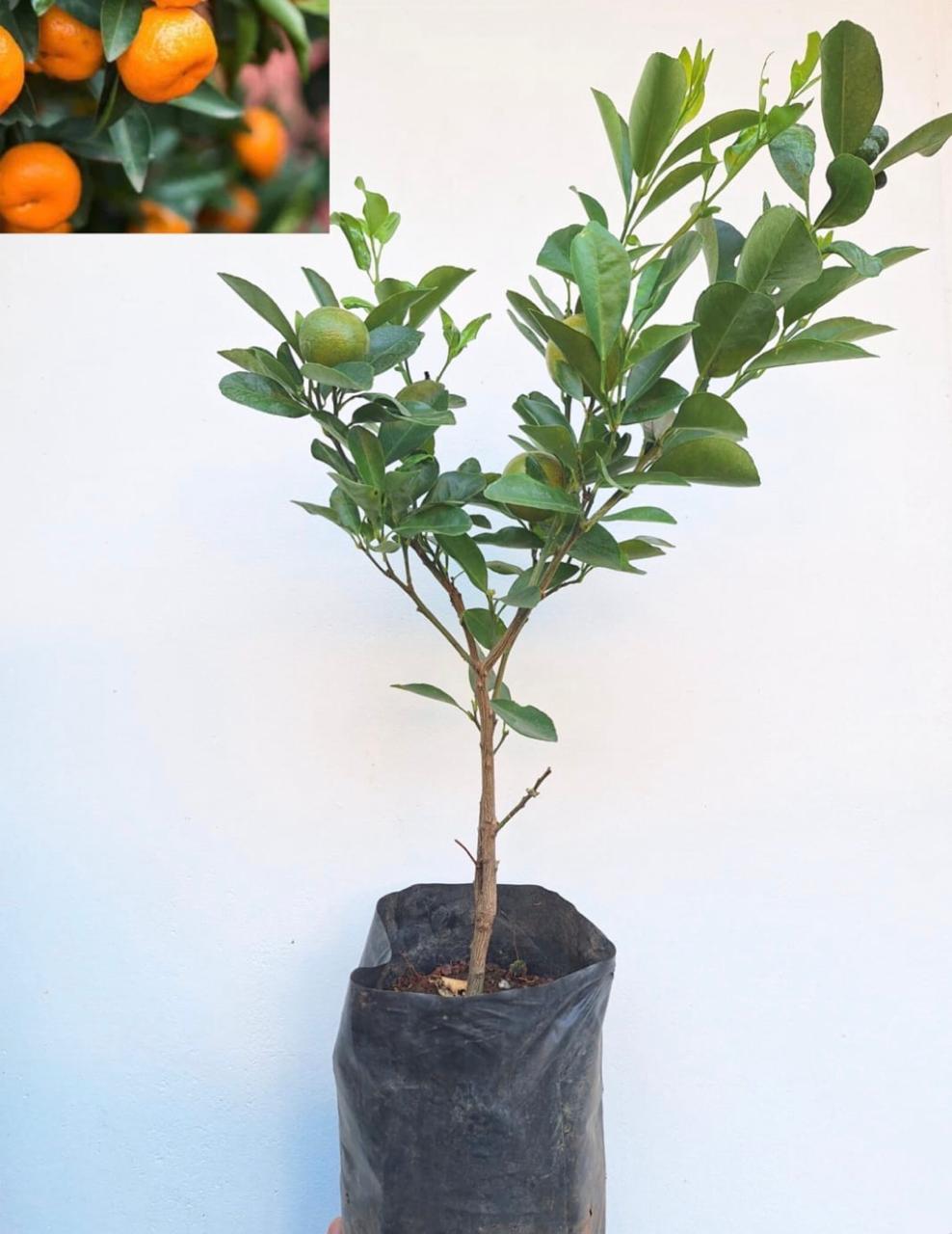 Chinese Orange