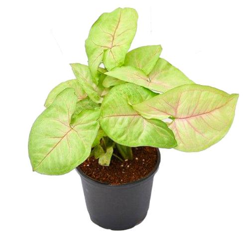 Syngonium Pink Vein