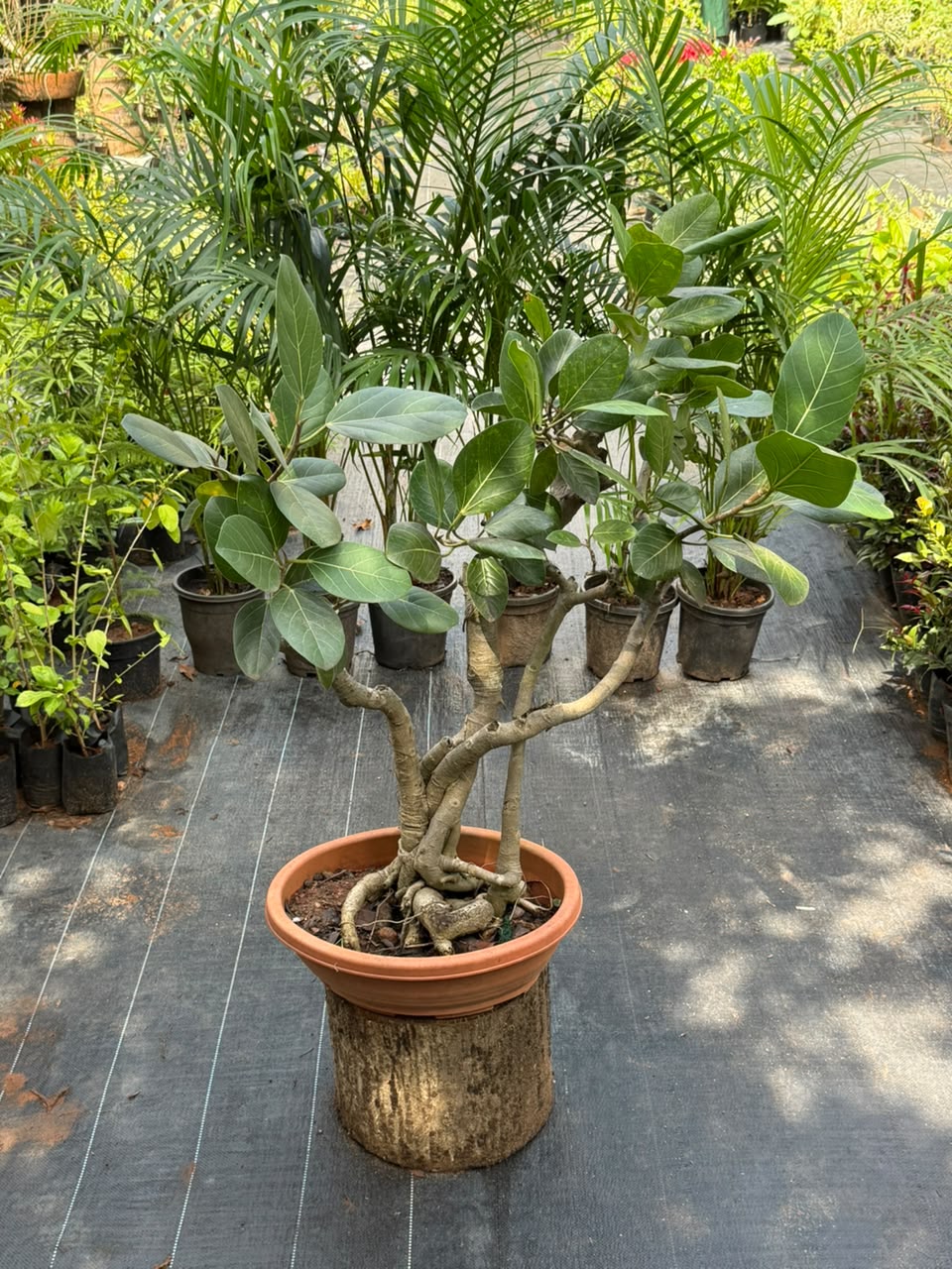 Bonsai