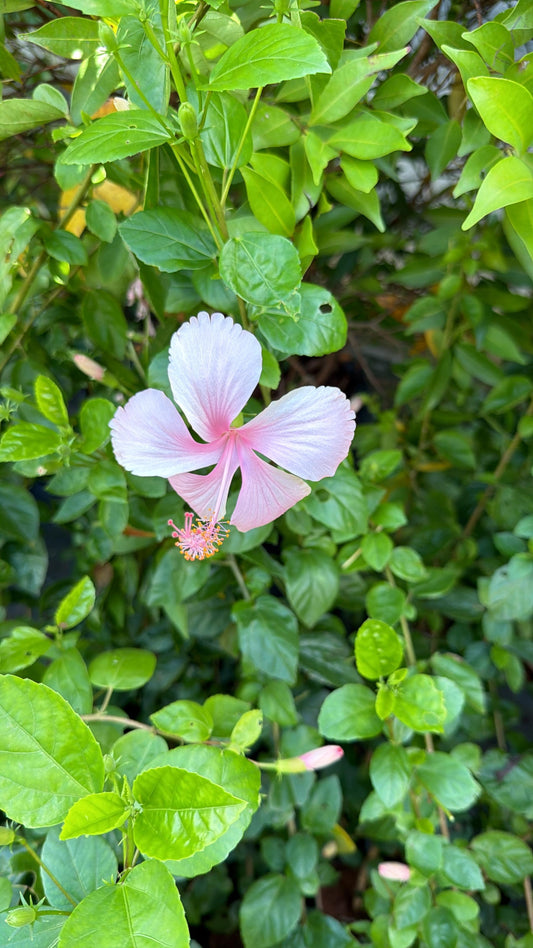 Nadan Chembarathi Combo of 3 Color