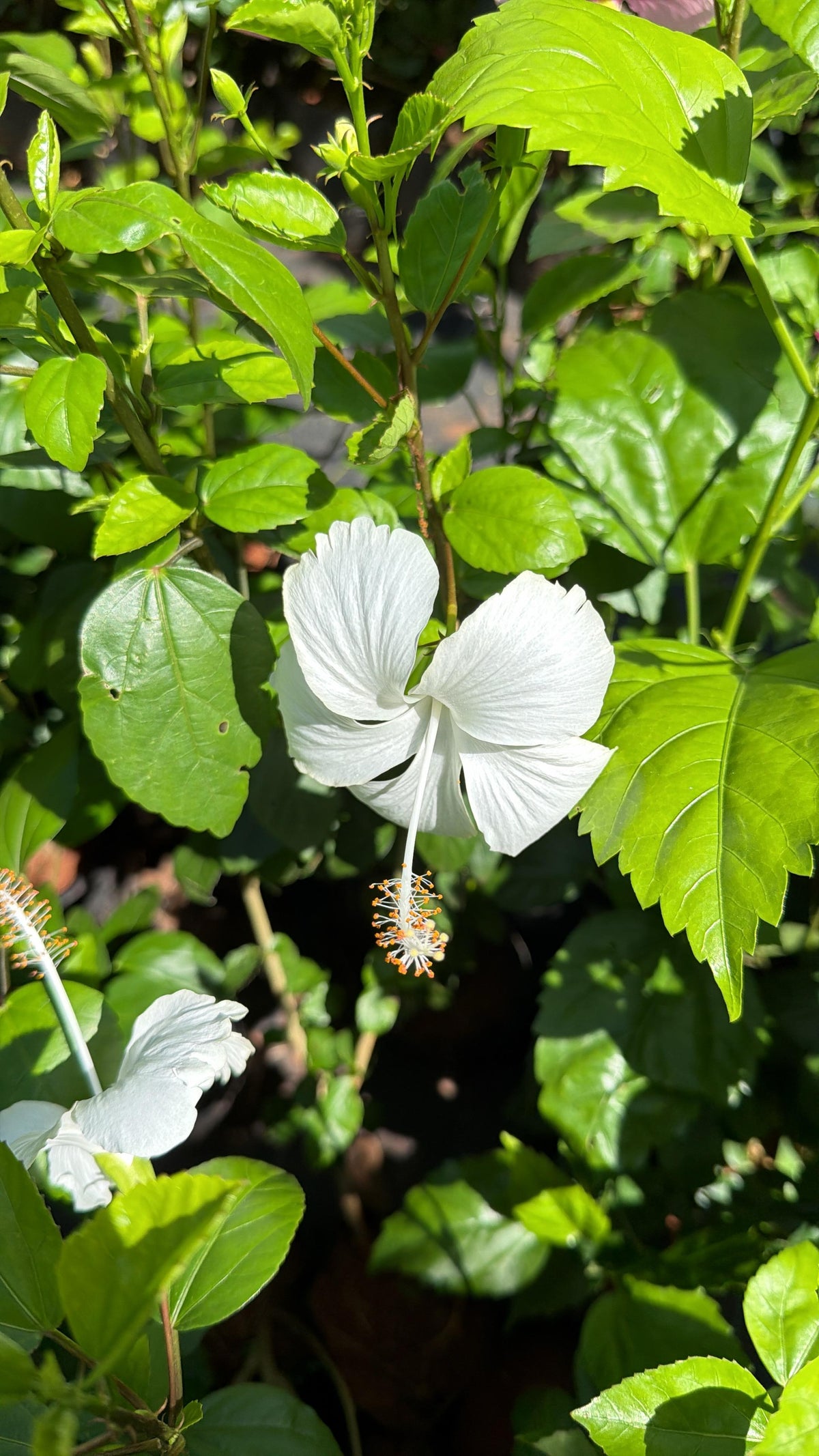 Hibiscus Nadan Chembarathi Combo of 3 Color
