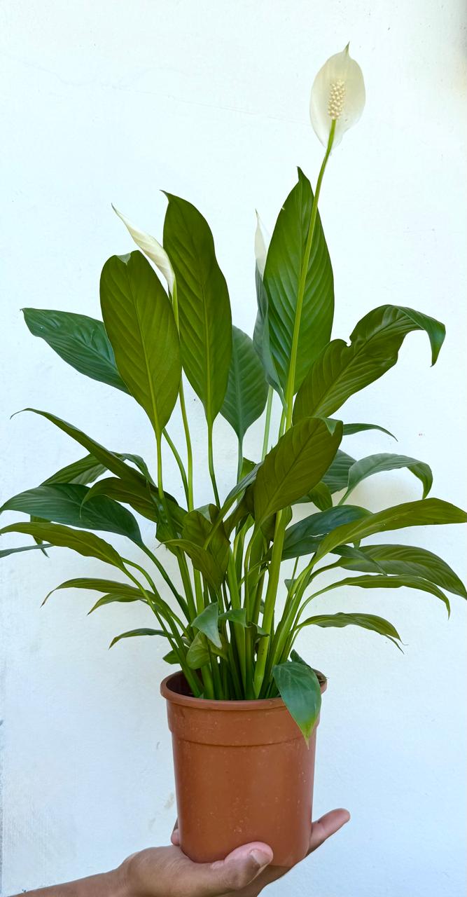 Peace Lilly