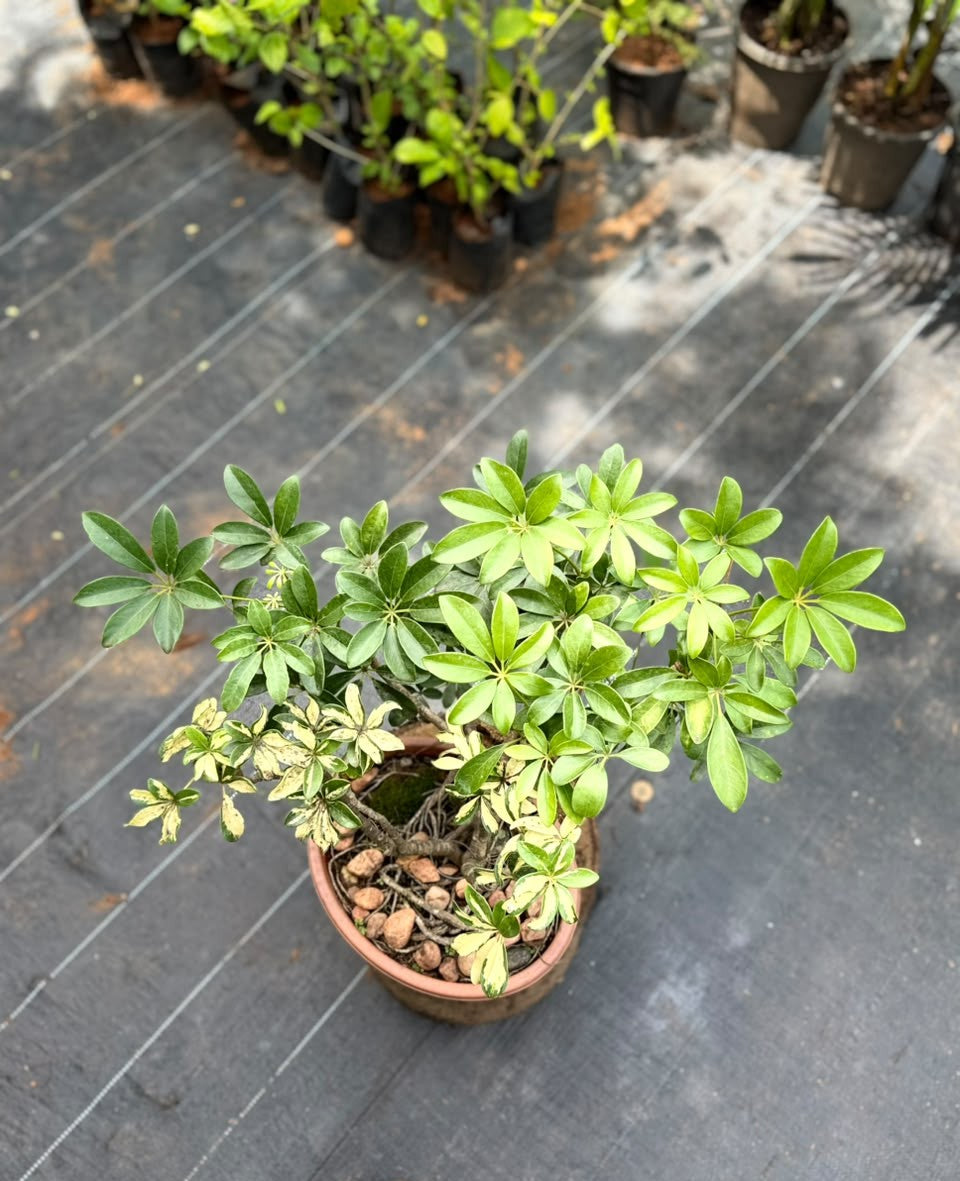 Bonsai