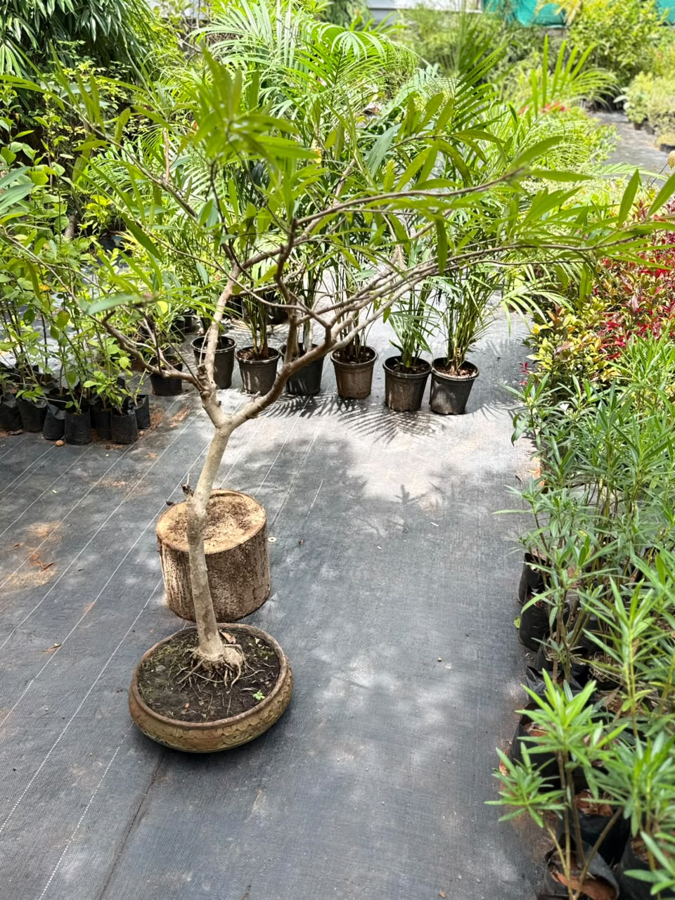 Bonsai