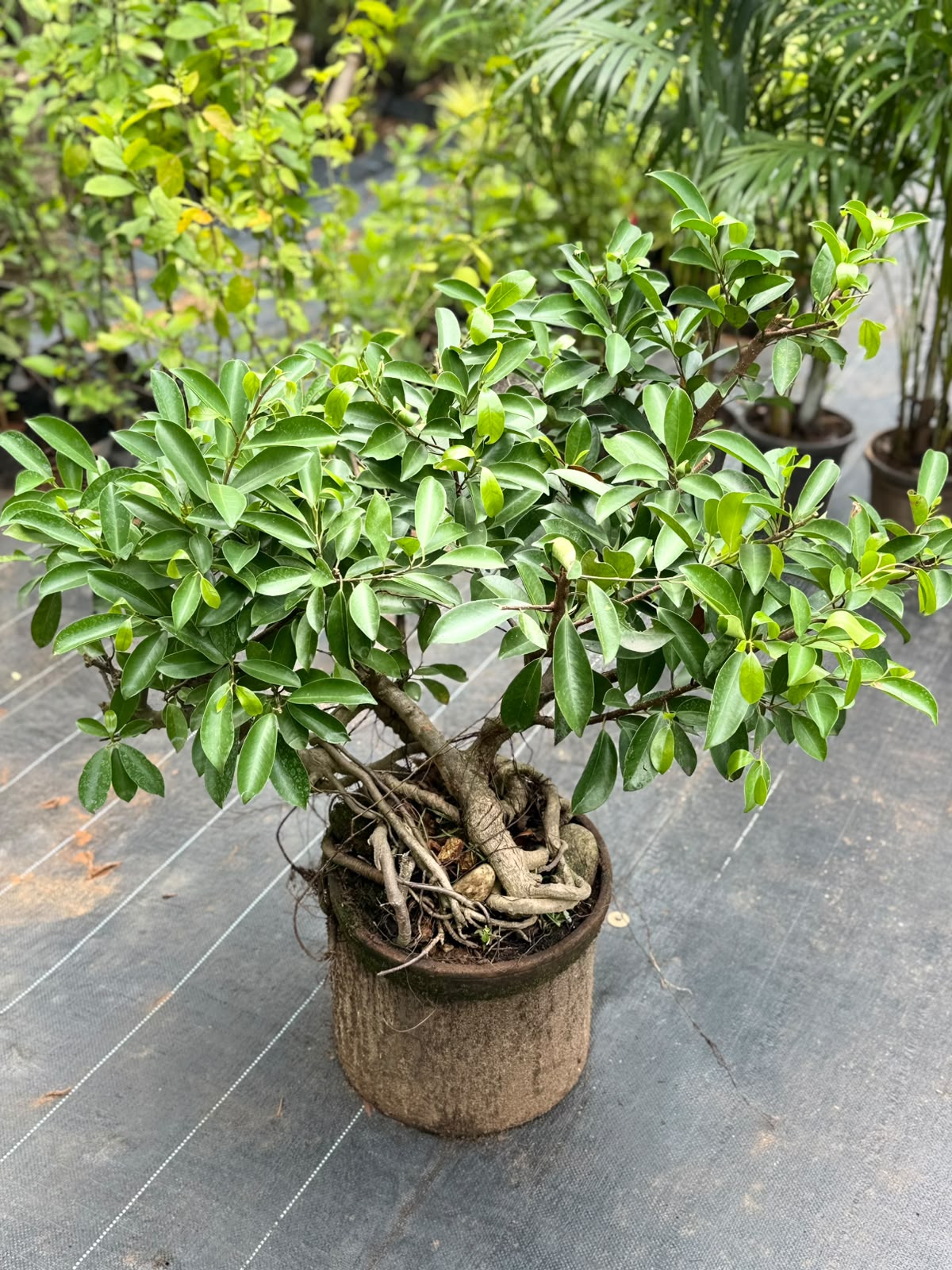 Bonsai