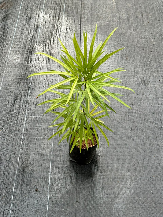 Finger Aralia