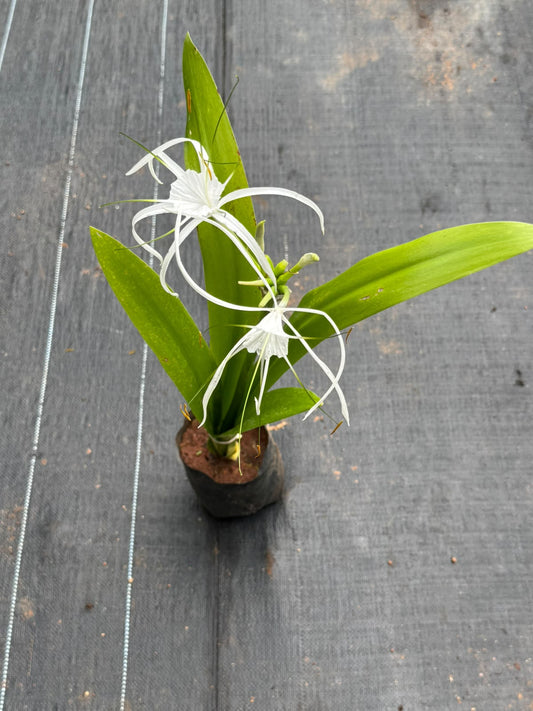 Spider Lily