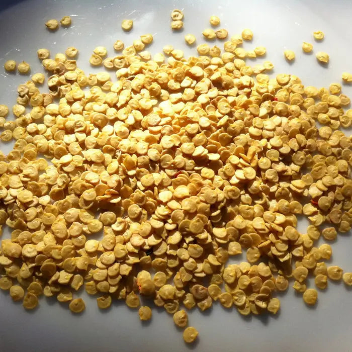 Chilli Plant Seeds