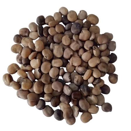 Cluster Beans Seeds