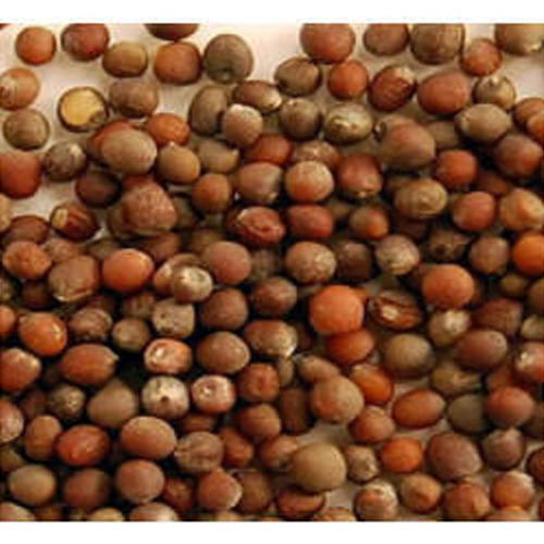 Cauliflower Plant Seeds