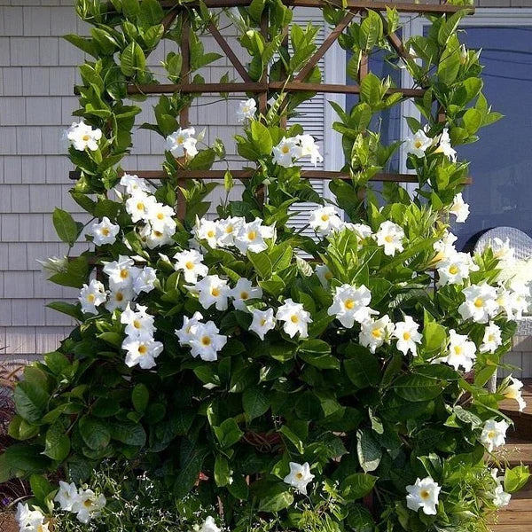 Creeper Plants
