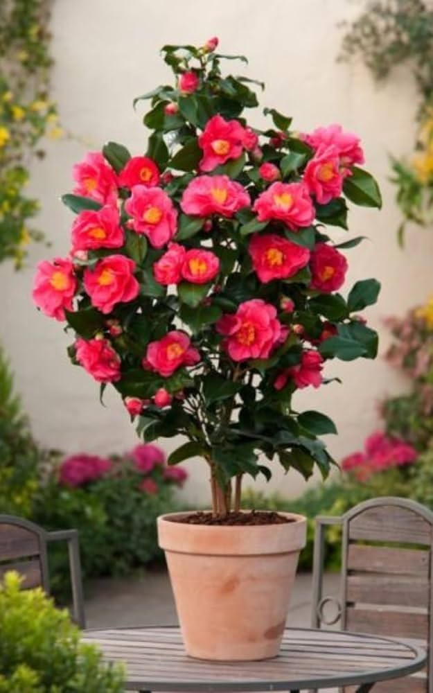Outdoor Plants
