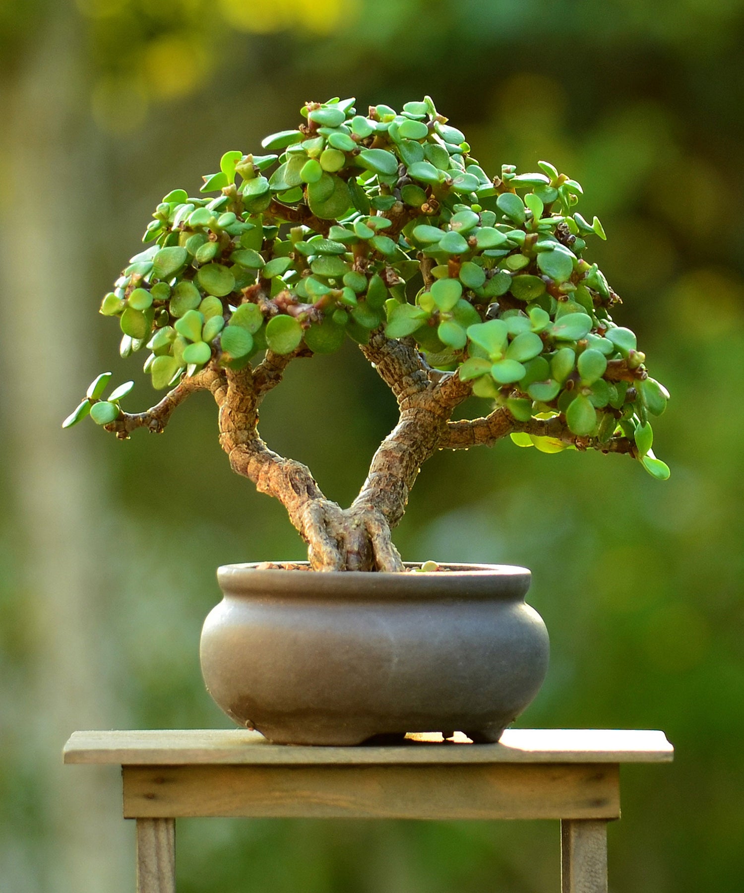 Bonsai Plants