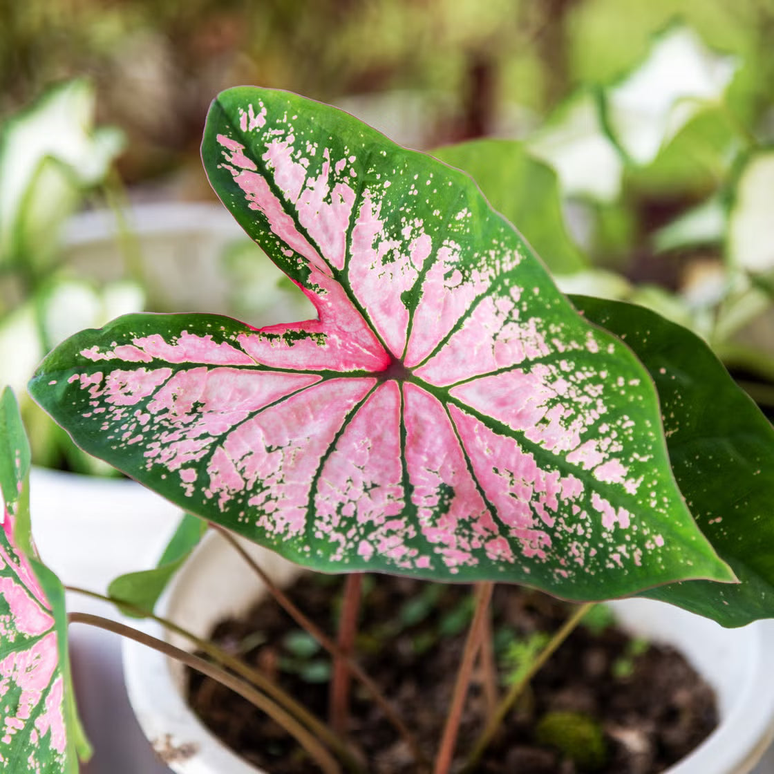 Foliage Plants