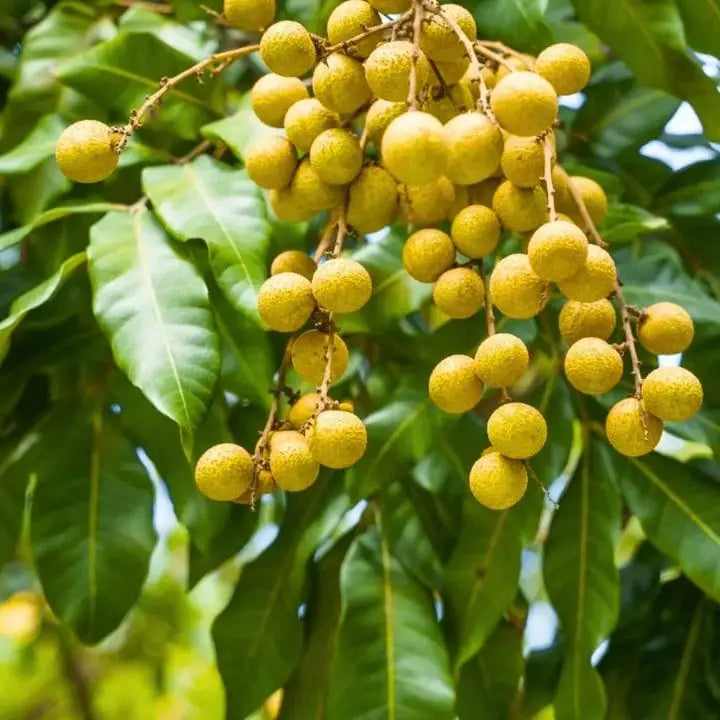 Fruit Plants