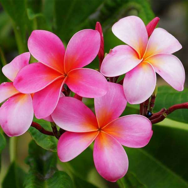 Flowering Plants